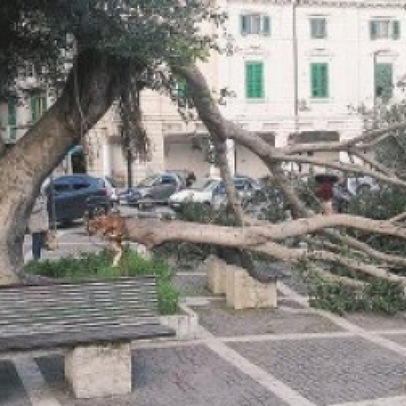Crolla un albero a piazza del Popolo