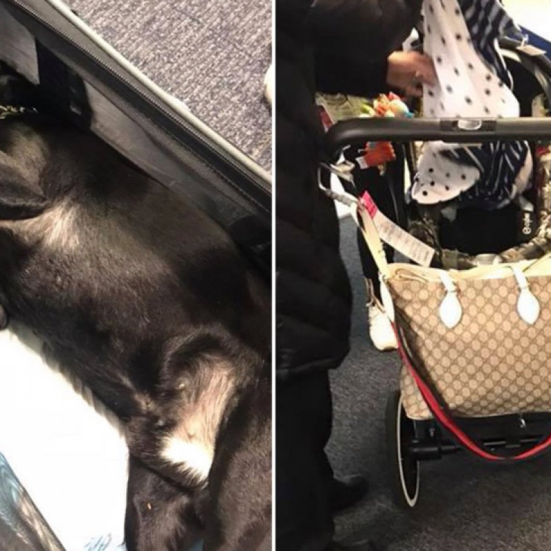 Cane viaggia nella cappelliera dell'aereo e muore, bufera su United