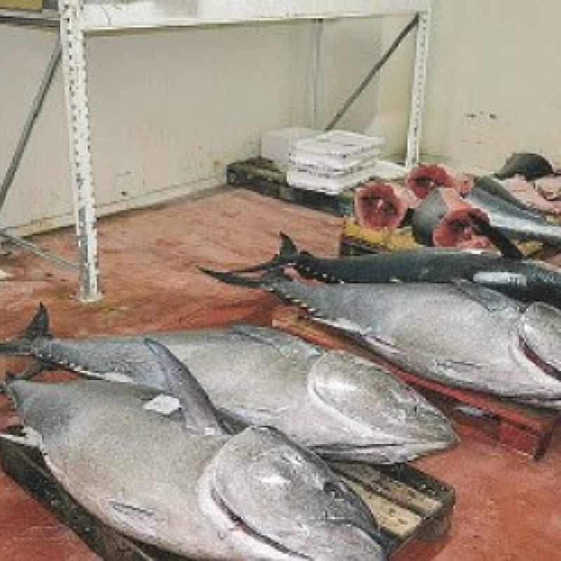 Sequestrati 800 kg di tonno rosso a Villafranca