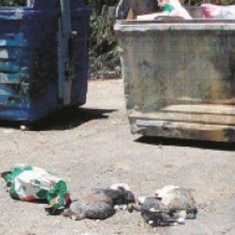Gatti morti in sacchetti dell’immondizia