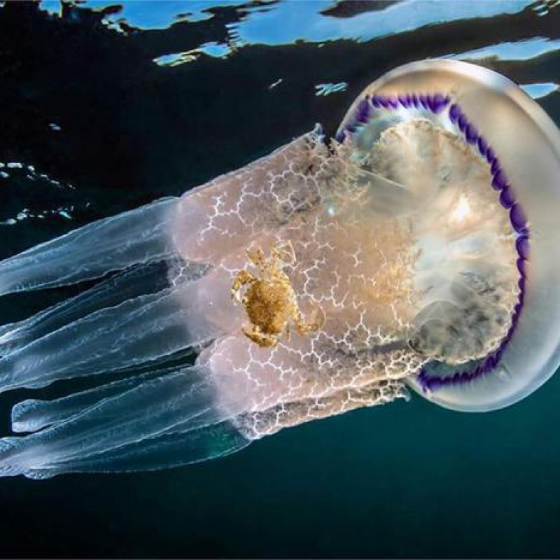 Allarme meduse, specie pericolose anche nello Stretto
