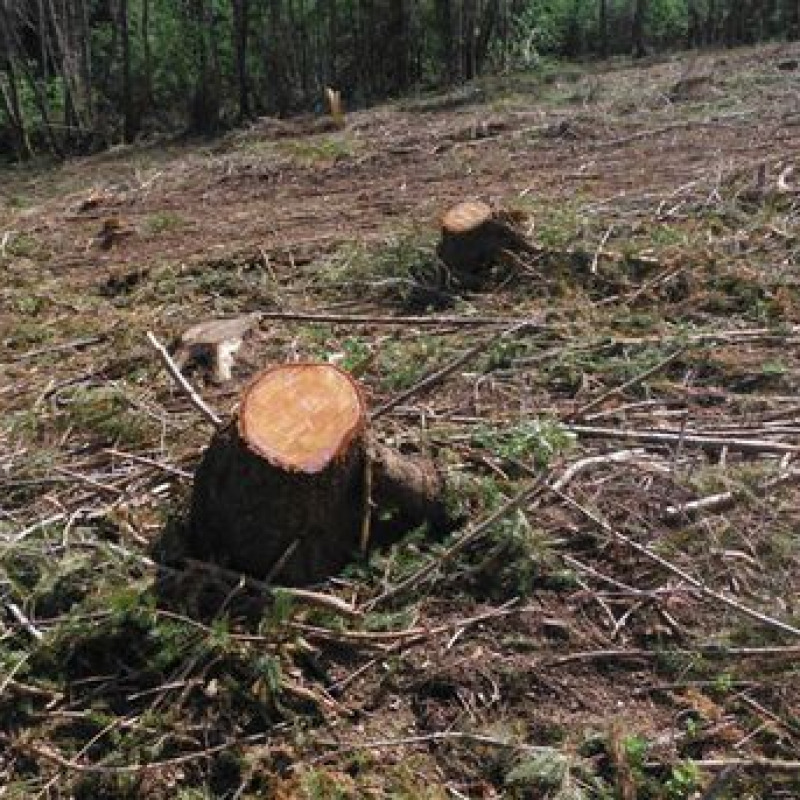 Furti di legna in aree Parco Sila nel crotonese, tre denunce