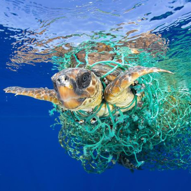 Pronto soccorso per le tartarughe marine a Filicudi