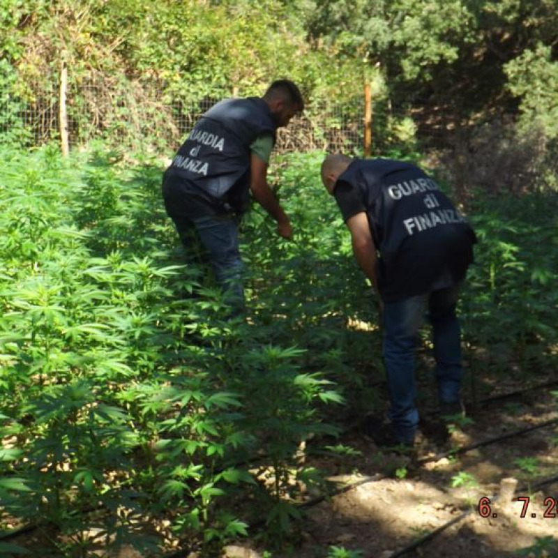 Sequestrata una rigogliosa piantagione di cannabis