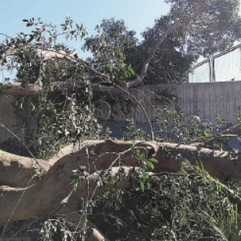Villa Dante, crolla albero secolare