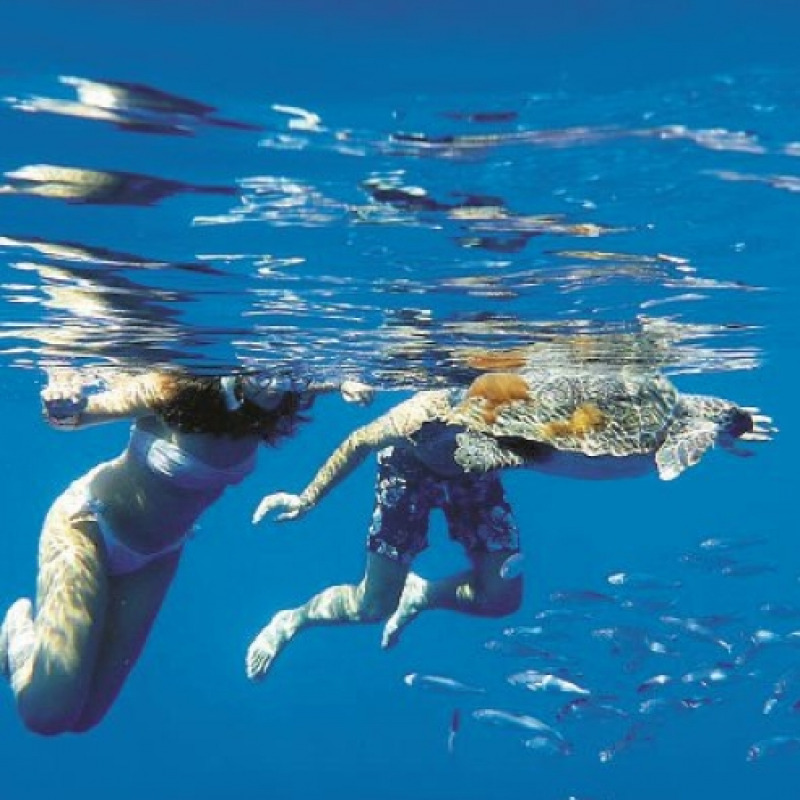 La Sicilia è la madre accogliente delle tartarughe “caretta caretta”