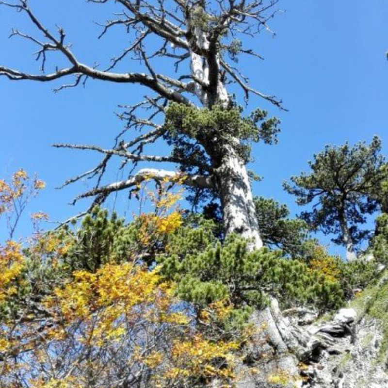 Italus, il pino loricato del parco nazionale del Pollino, in Calabria