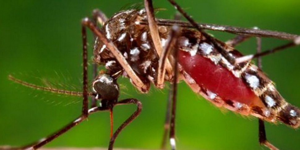 West Nile, esteso il test a tutti donatori di sangue nel Lazio West Nile, esteso il test a tutti donatori di sangue nel Lazio