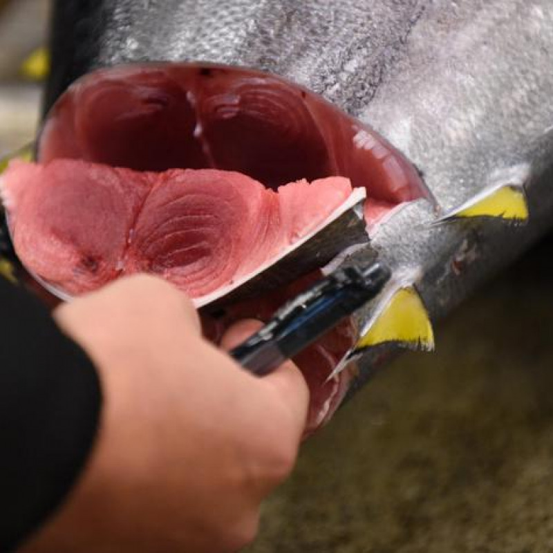 Pesca del tonno rosso