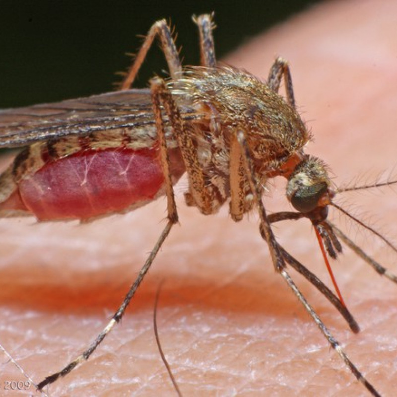 Malaria, Centro Nazionale Sangue impone stop precauzionale di donazioni a Ginosa