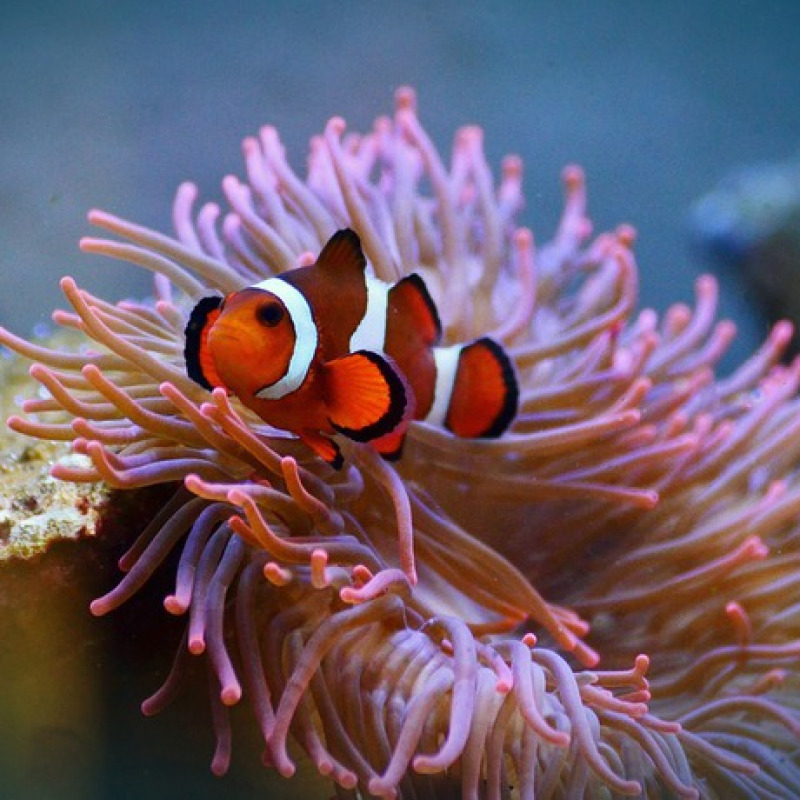 Un pesce pagliaccio nascosto in un anemone di mare (fonte: pixabay)