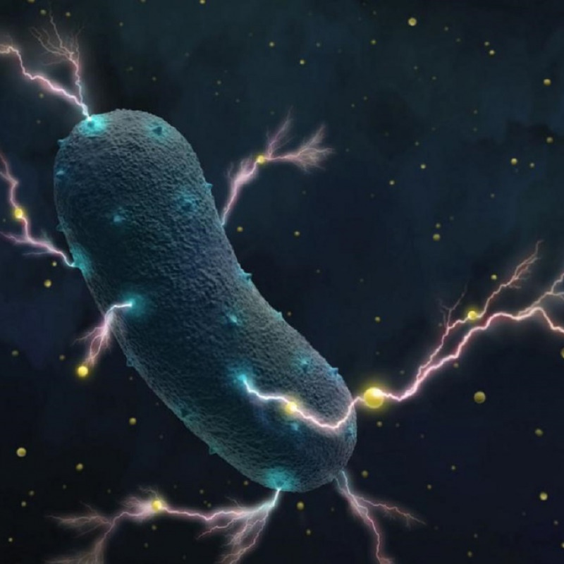 Il batterio Listeria trasporta elettroni attraverso le pareti cellulari producendo in questo modo delle deboli correnti elettriche (fonte: UC Berkeley)