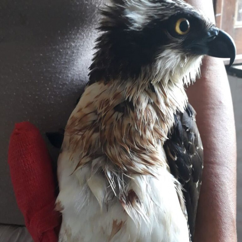 Il falco pescatore ferito a Torrenova