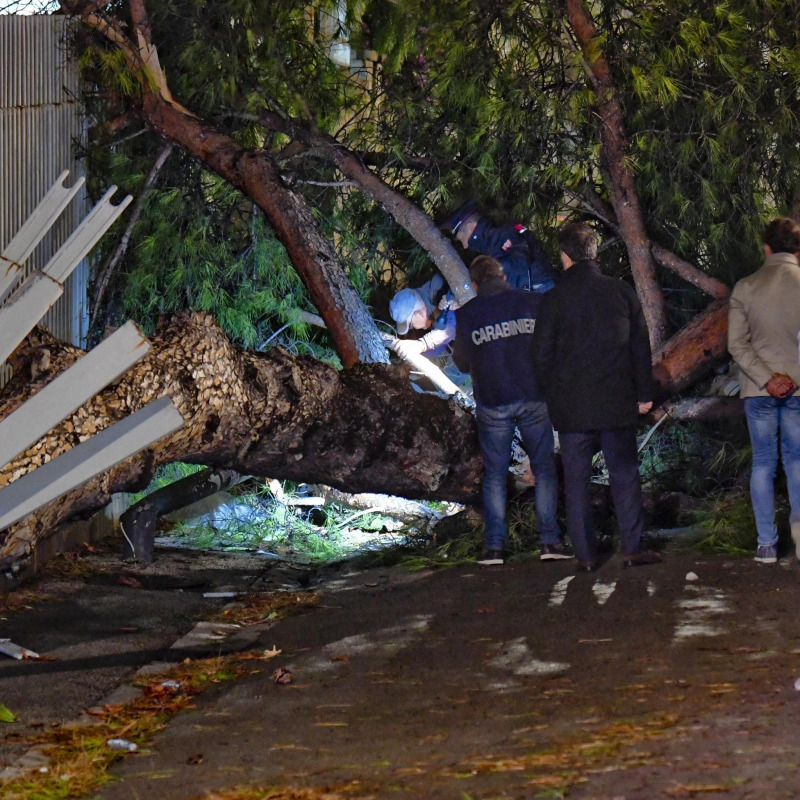 Un albero caduto in zona Corso Trieste a Roma