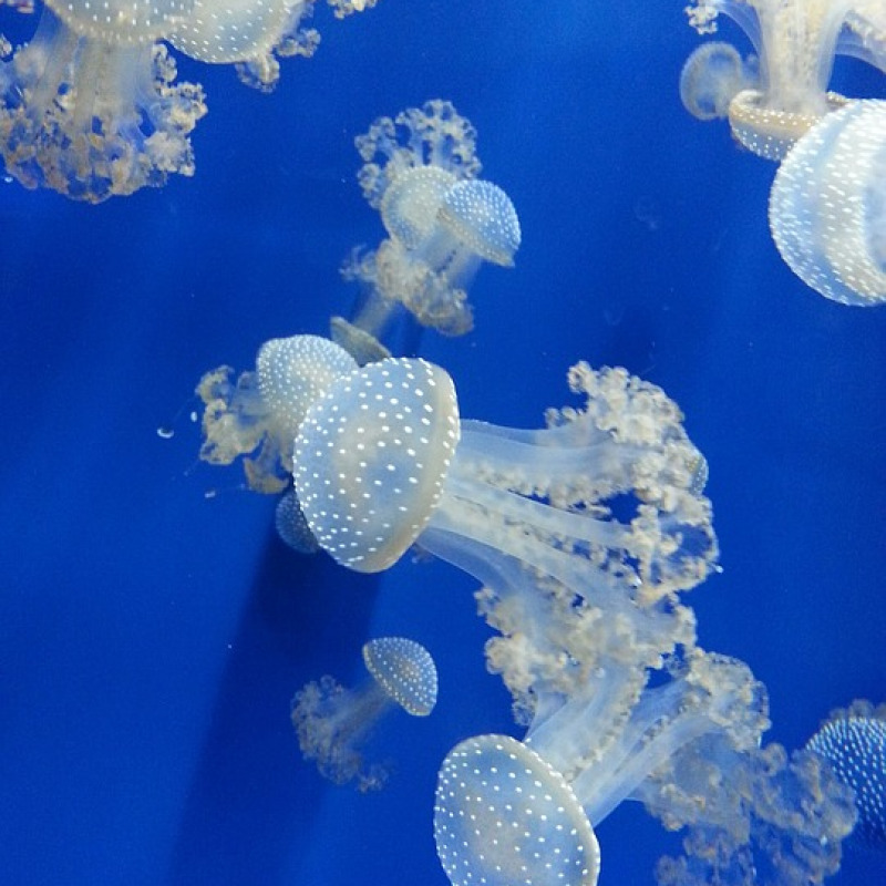 Meduse nell'acquario di Genova - foto pixbay