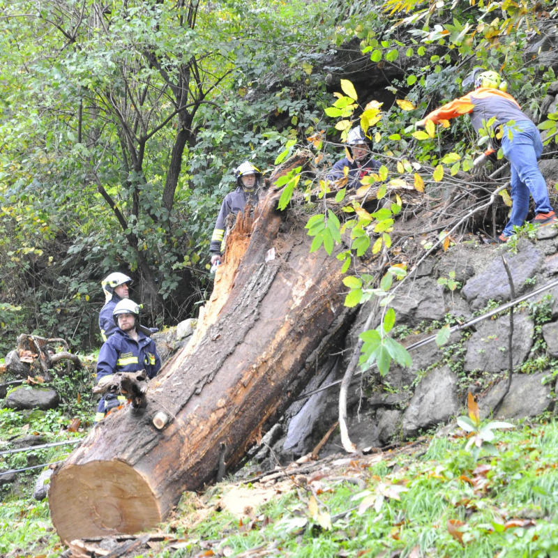 L'albero caduto sull'auto in cui viaggiavano due persone, poi decedute, a Lillianes (Aosta)