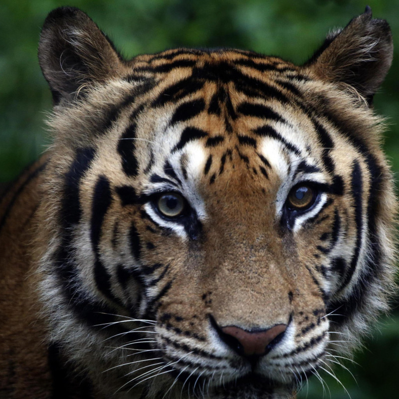 Una tigre, foto d'archivio
