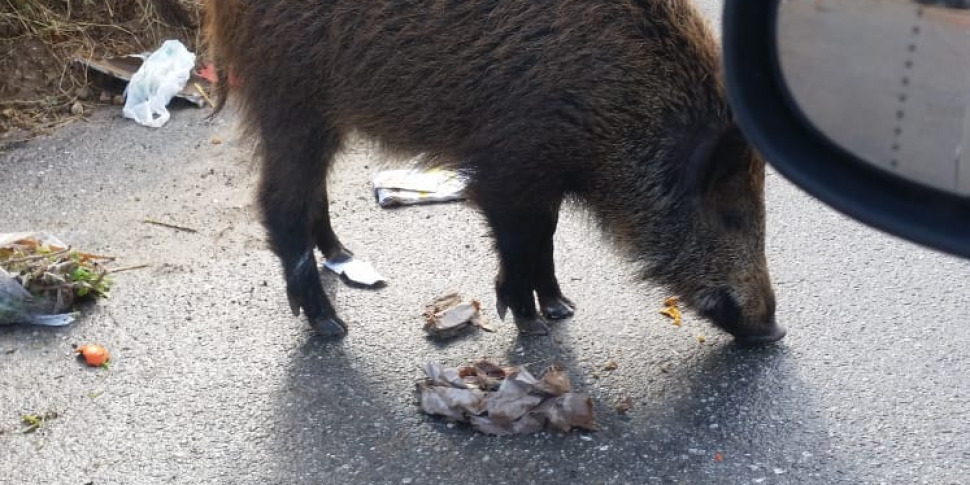 Assisi, Giovane Morto Durante Una Battuta Di Caccia Al Cinghiale: C'è ...