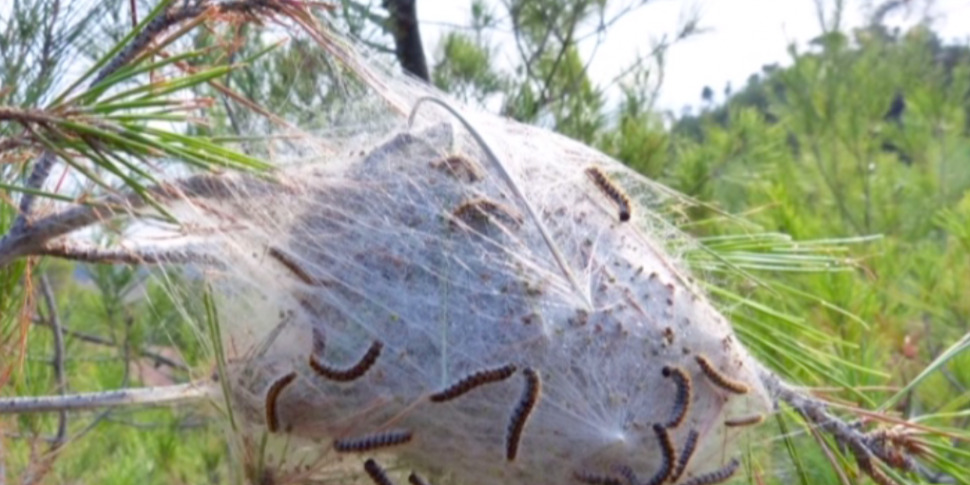 Un appalto per curare gli alberi malati e il verde a Messina