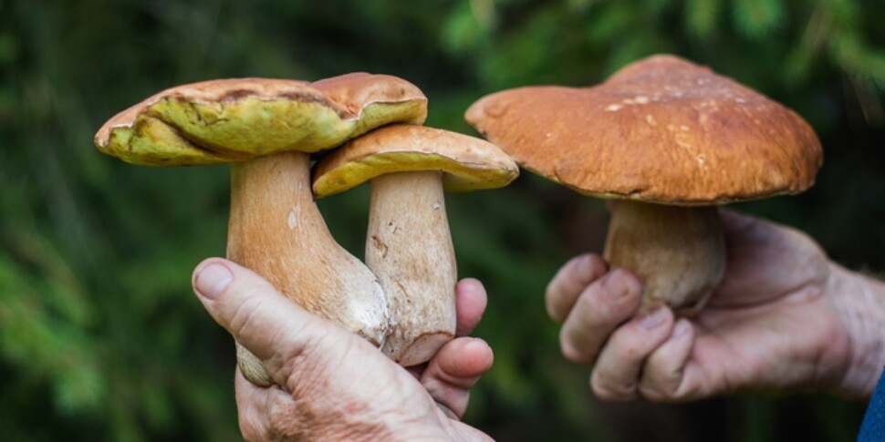 Intossicazione da funghi nel Catanese, la raccomandazione dell