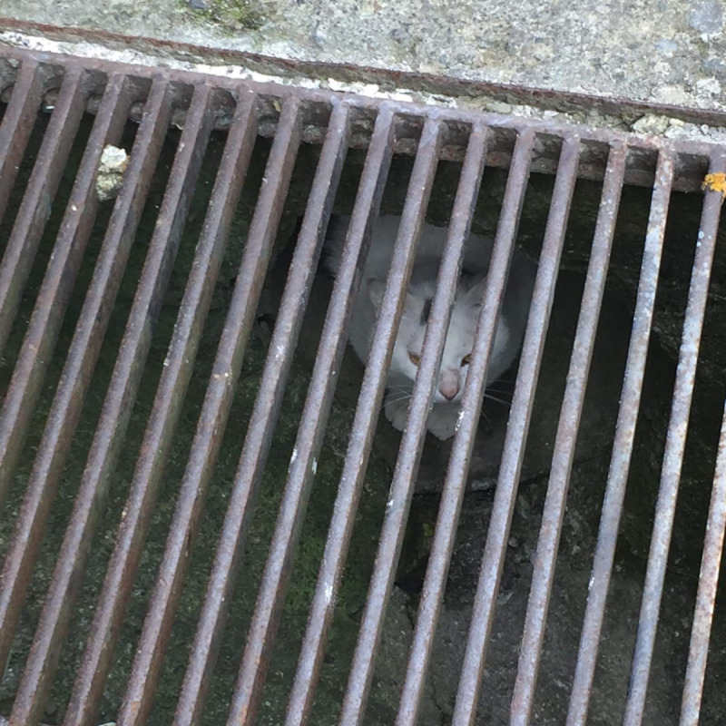 Il felino intrappolato dentro una griglia di scolo