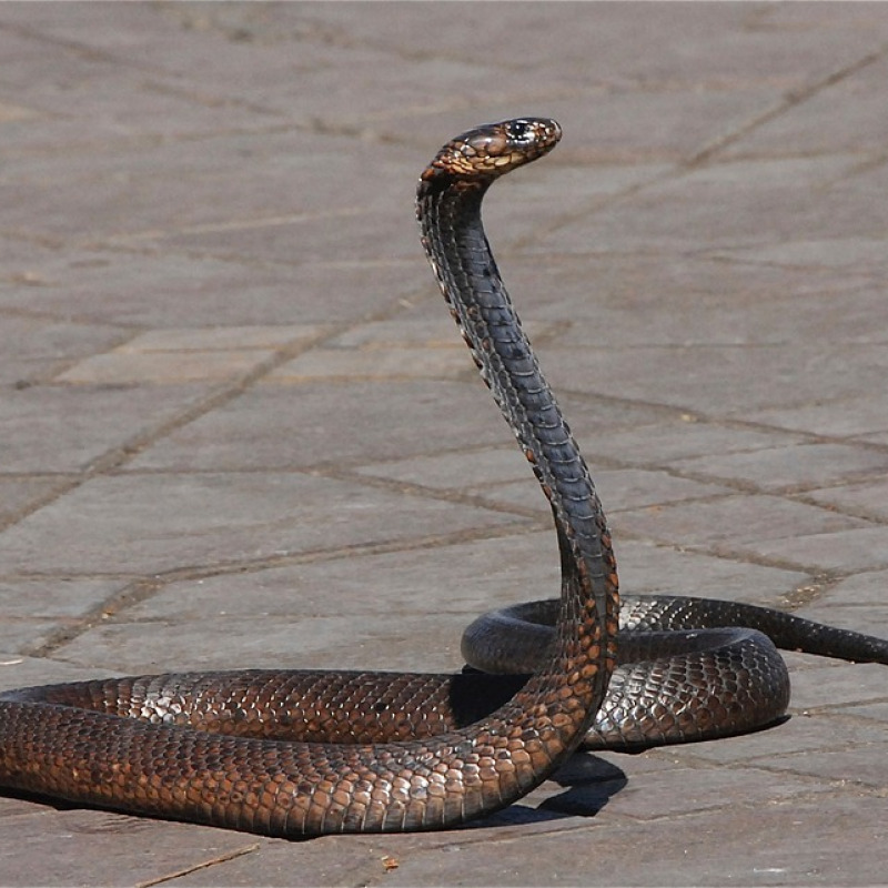 Serpente in una piazza in Marocco