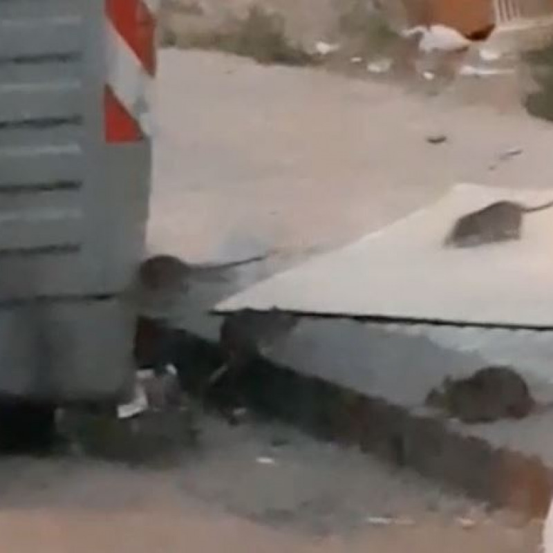 Topi passeggiano indisturbati sul marciapiede a Messina - Video