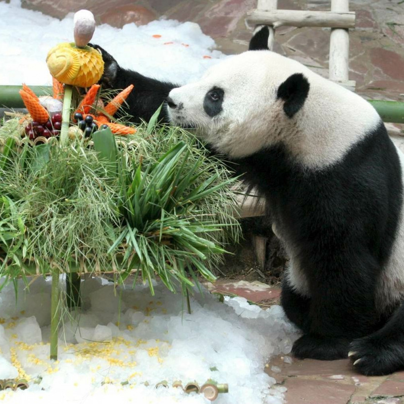 il panda Chuang Chuang