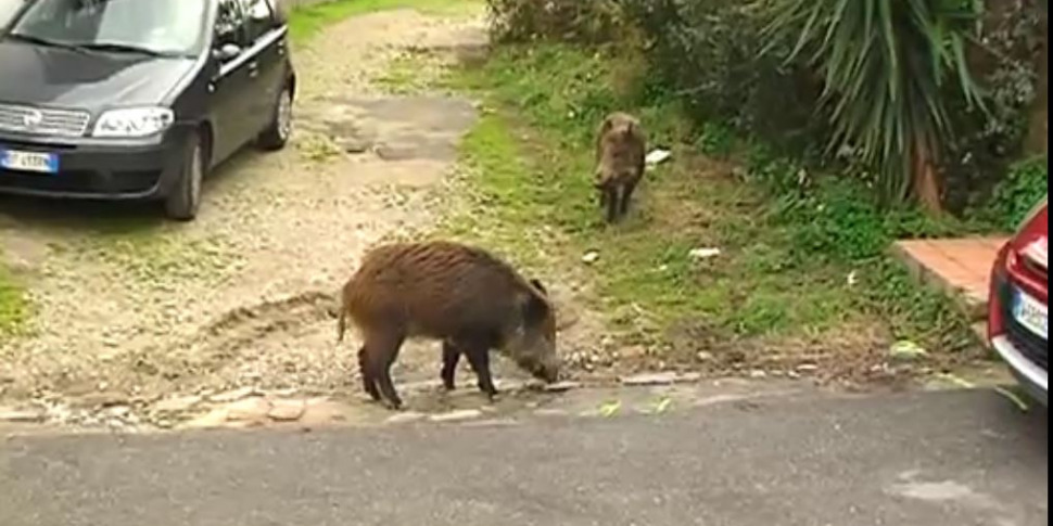 Messina, una ditta esterna per la cattura dei cinghiali