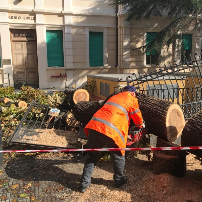 L’albero genealogico ha abbattuto il cancello del Genio civile