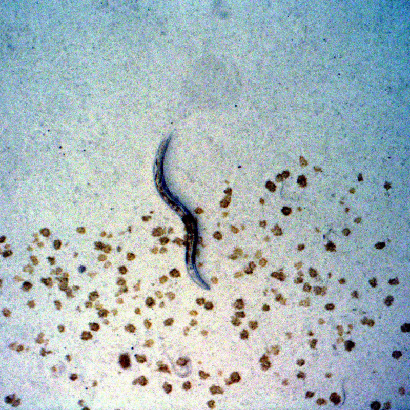 C. elegans nemotodes