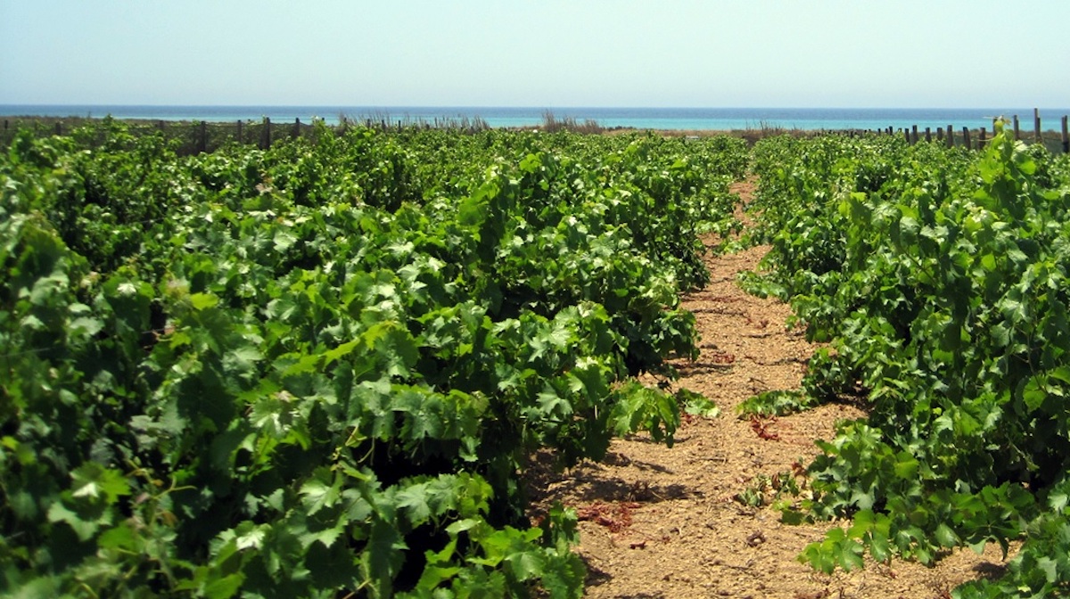 Il clima in Calabria cambia, l’agricoltura s’adegua: avocado in pianura e l’uva in collina