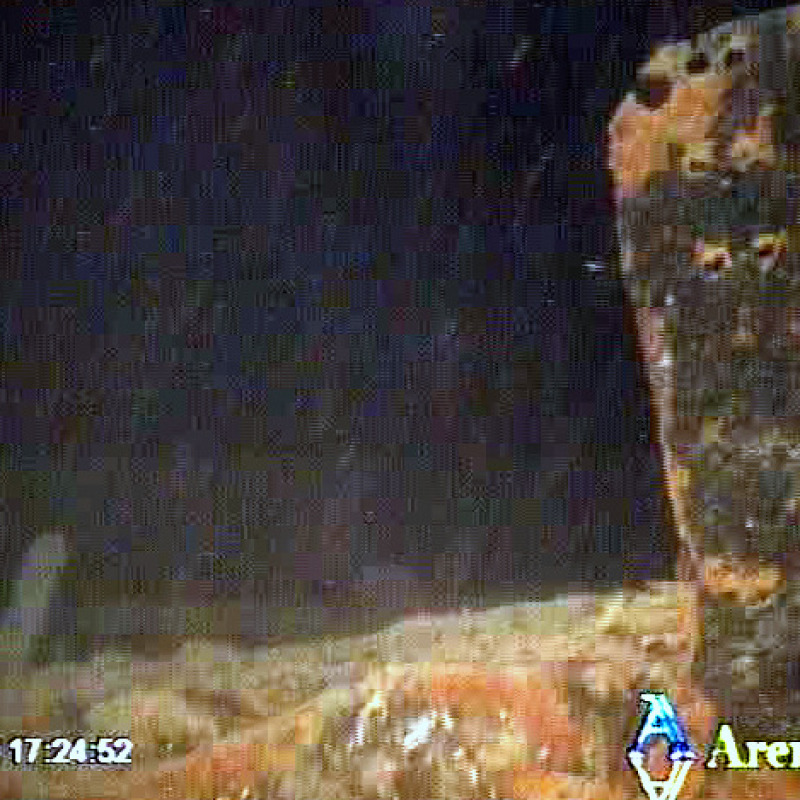 Un misterioso fusto individuato a centinaia di metri di profondità su un relitto nel Tirreno
