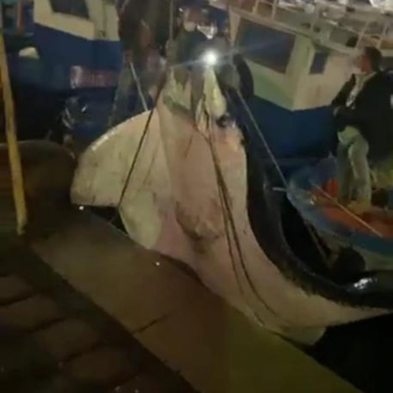 La manta ritrovata nel porto di Palermo