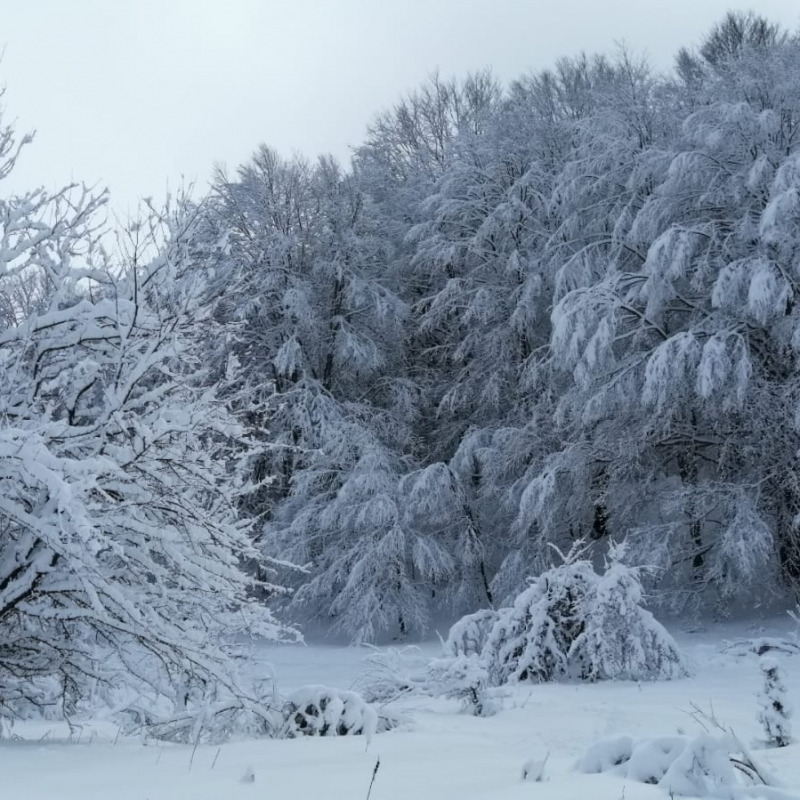 Sila, monte Botte Donato innevato è uno spettacolo FOTO
