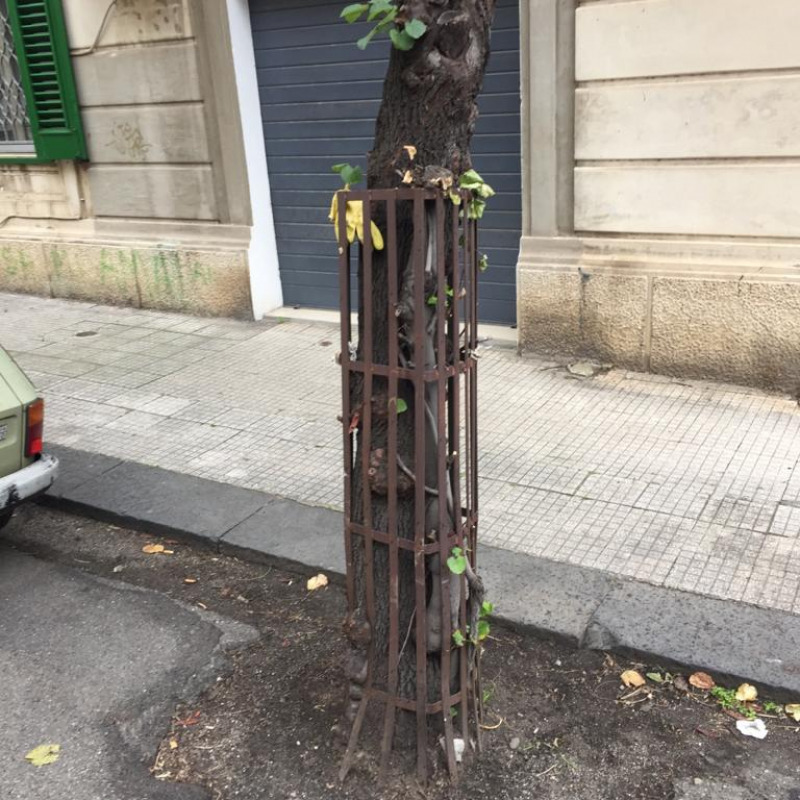 Uno degli alberi "prigionieri" di via Oratorio della Pace