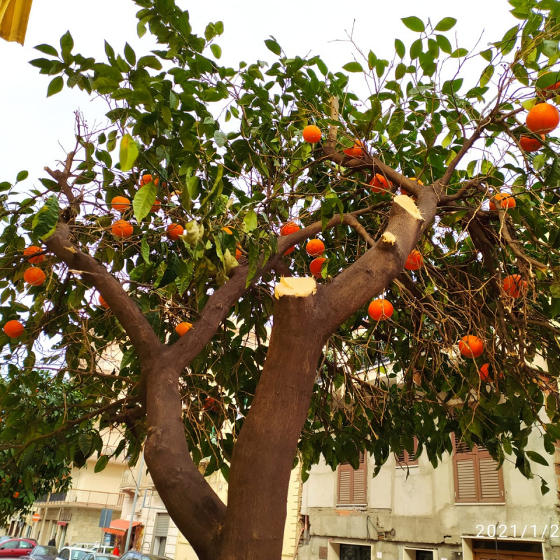 La potatura di uno degli alberi d’agrume di via Fratelli Cairoli a Reggio Calabria
