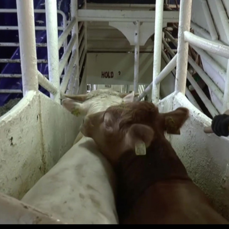 Animal Welfare Foundation (AWF) - Alcuni bovini sulla nave