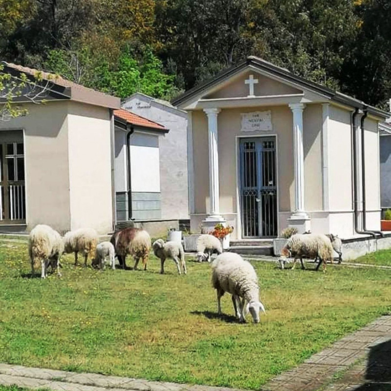 Le pecore al pascolo nel cimitero di Castiglione Marittimo, frazione del comune di Falerna