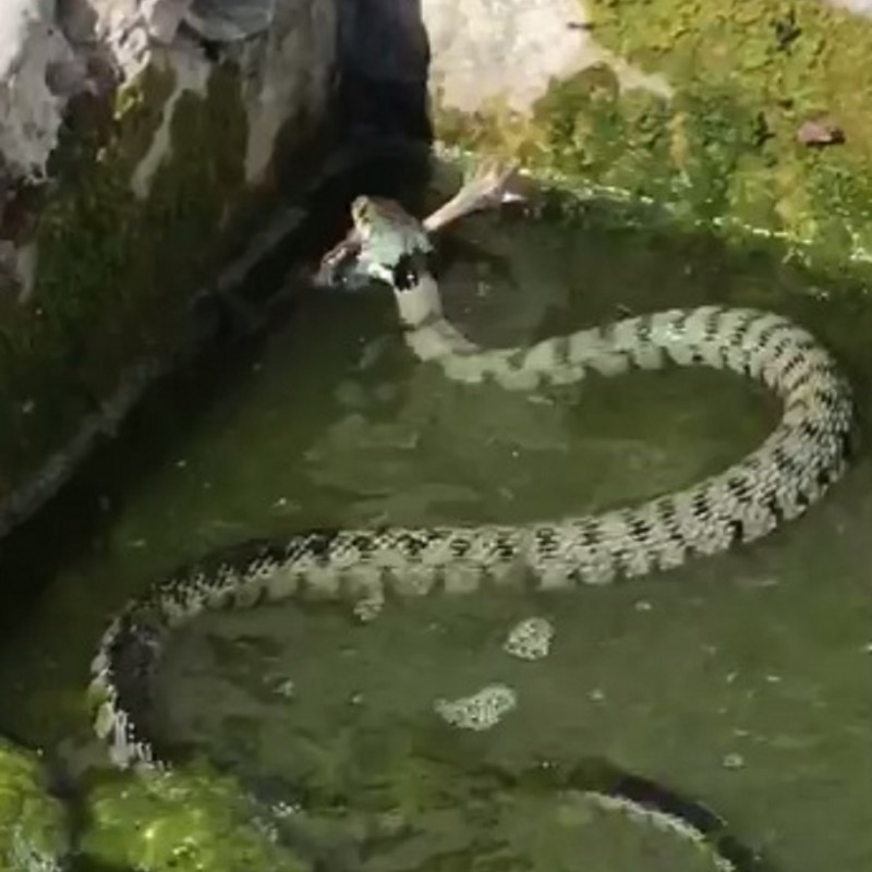 Il serpente nella vasca della fontana pubblica di Sant'Agata Militello