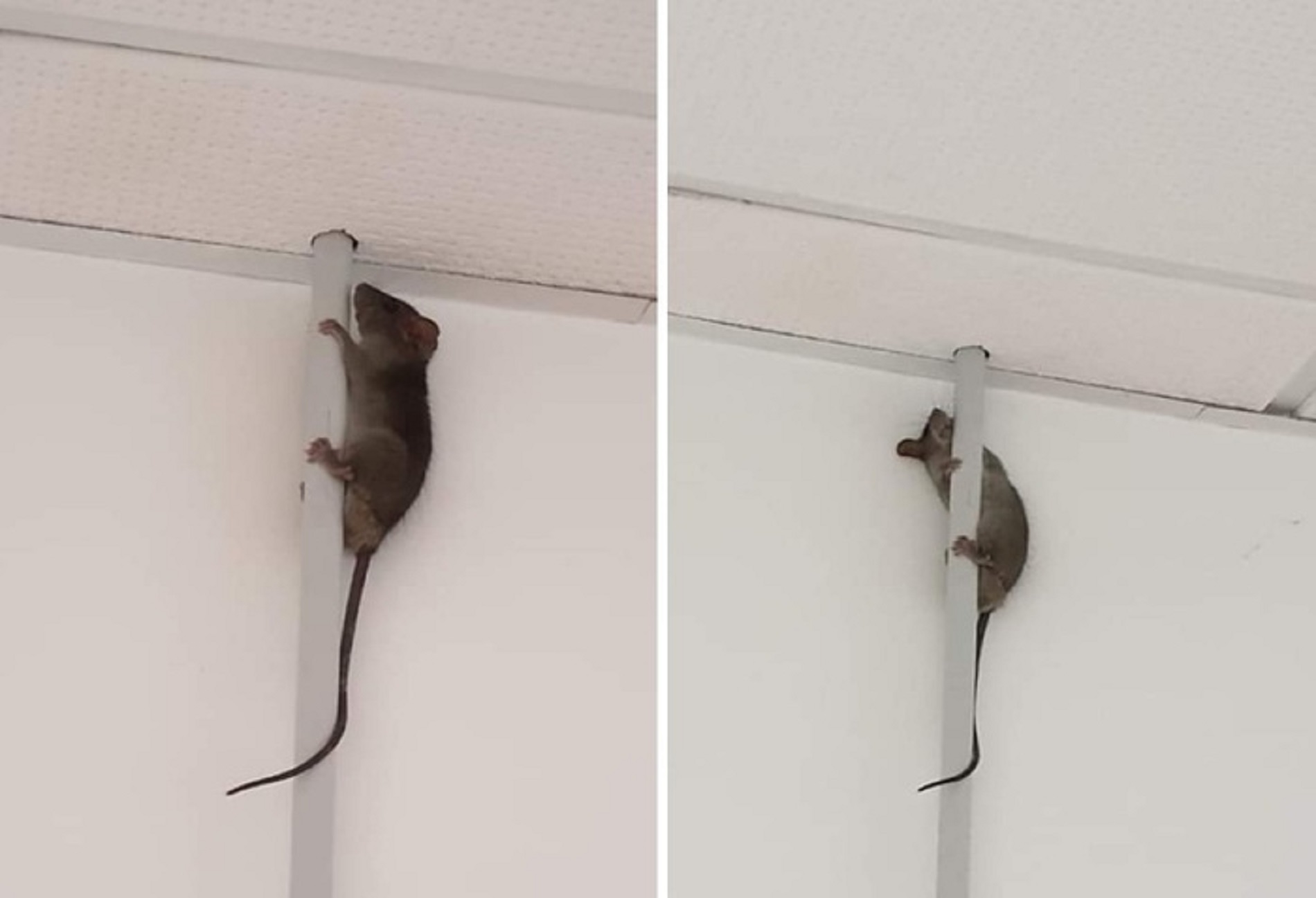 Topi in classe, duecento alunni a casa Topi in classe, duecento alunni a casa
