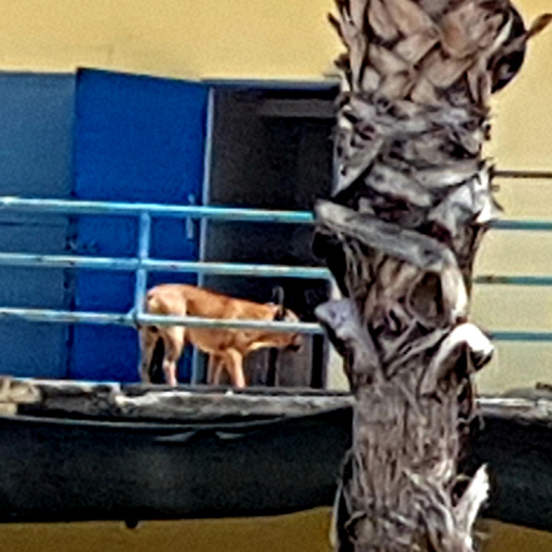 Uno dei cani a spasso tra le cabine devastate del Lido di Reggio Calabria