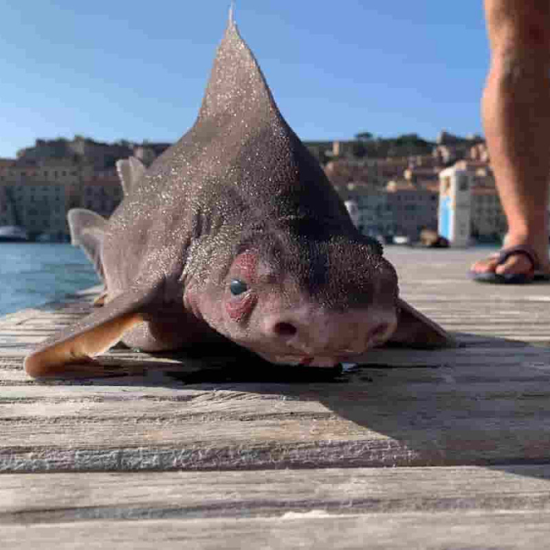 Pesce porco (Oxynotus Centrina), trovato sull’Isola d’Elba (Foto Facebook)