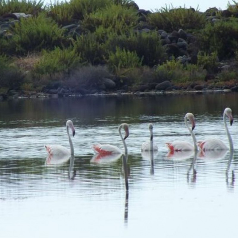 Gli esemplari di fenicottero rosa nel laghetto salato di Lingua, a Santa Marina Salina