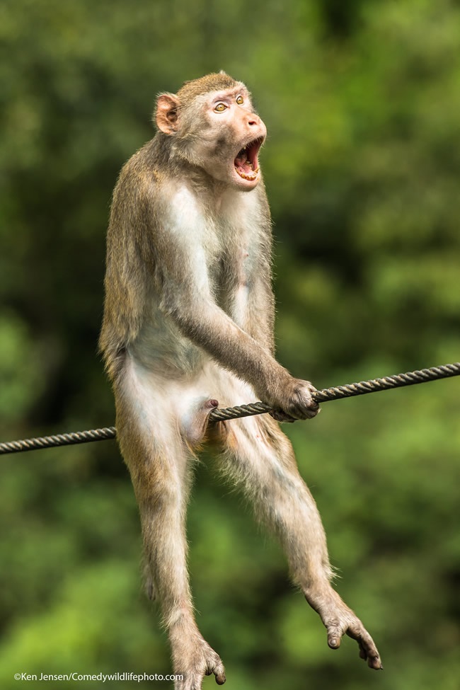 Le foto di animali più divertenti del 2021: ecco i vincitori del Comedy  Wildlife Photography Awards - Gazzetta del Sud