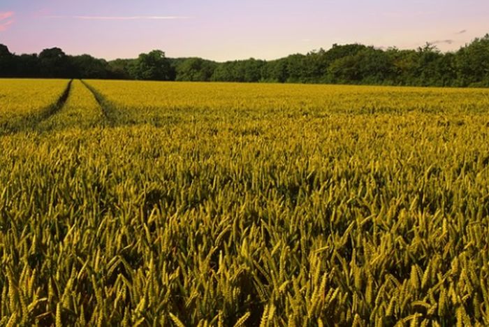 Domanda Unica 2025: da Arcea oltre 17 milioni di euro per le imprese agricole calabresi