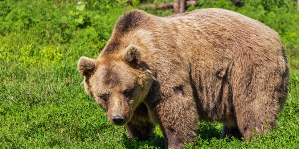 Motociclista italiano attaccato da un orso in Romania: ucciso e trascinato in un burrone