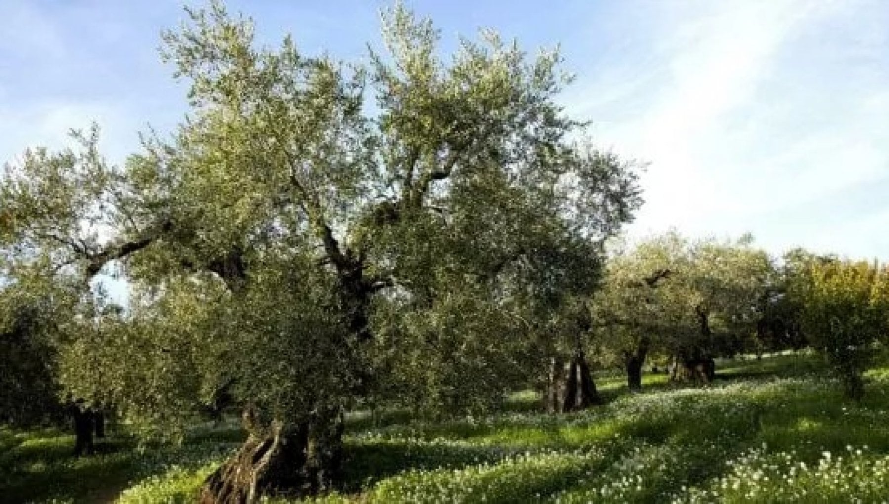 Grandi Oli di Slow Food: 12 le etichette calabresi