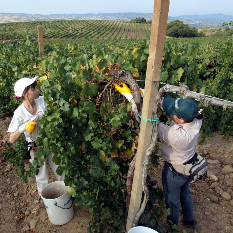La crisi del gas rischia di abbattersi anche sul ricco mercato del vino doc nel Cosentino