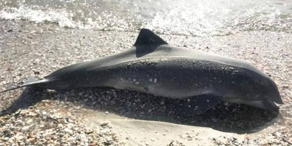 La Guerra Colpisce Anche Il Mare: Delfini Perdono L'orientamento E ...